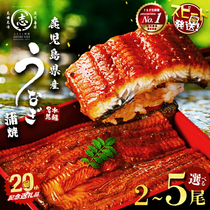 【ふるさと納税】【内容量が選べる！】鹿児島県産うなぎ蒲焼 名水慈鰻 2～5尾 (計210g～800g以上) たれ..