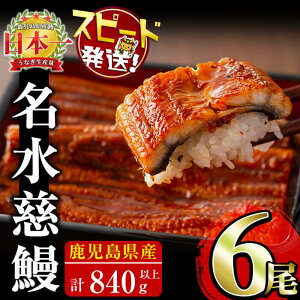 【ふるさと納税】うなぎ 養殖日本一!鹿児島県産うなぎ 蒲焼 名水慈鰻 6尾<計840g以上>うなぎ 鰻 ウナギ 国産 6尾 蒲焼き かばやき 冷凍 うな重 人気 【鹿児島鰻】c3-024