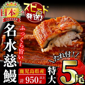 【ふるさと納税】鹿児島県産 うなぎ蒲焼 名水慈鰻(特大5尾 計950g以上/1尾あたり190g以上) うなぎ 鰻 ウナギ 5尾 国産 九州産 蒲焼き かばやき 冷凍 うな重 ひつまぶし タレ 山椒 ランキング 人気【鹿児島鰻】