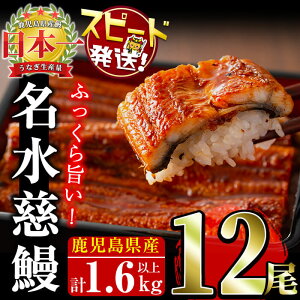 【ふるさと納税】【数量限定】うなぎ 養殖日本一!鹿児島県産 うなぎ 蒲焼 名水慈鰻 12尾(1尾あたり約120g~160g)<計約1.6kg>たれ・山椒付き うなぎ 鰻 ウナギ 蒲焼き 国産 鹿児島県産 鹿児島 大容量 【7/21までの入金で 二の丑 (7/31)までにお届け】【鹿児島鰻】f2-003