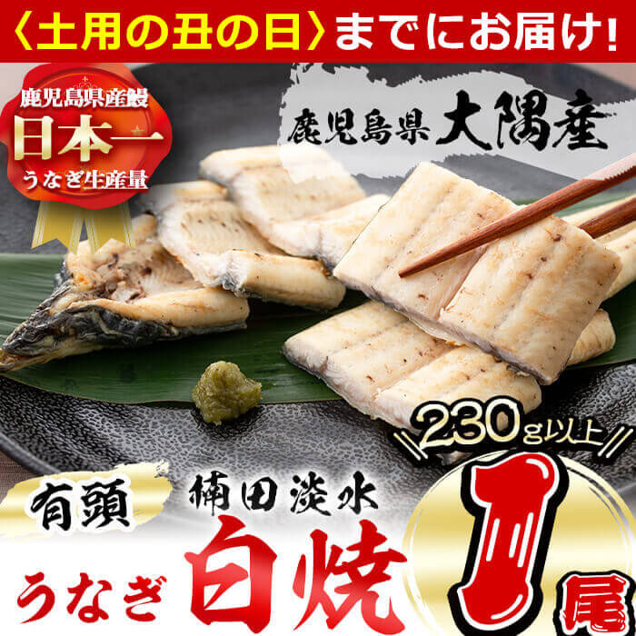 [丑の日までにお届け!7月10日入金まで]鹿児島県大隅産!楠田の極うなぎ白焼き 1尾(有頭230g以上×1)こだわり真空パックで肉厚の国産鰻をお届け!ウナギ本来の旨味を味わえます![楠田淡水]a2-037