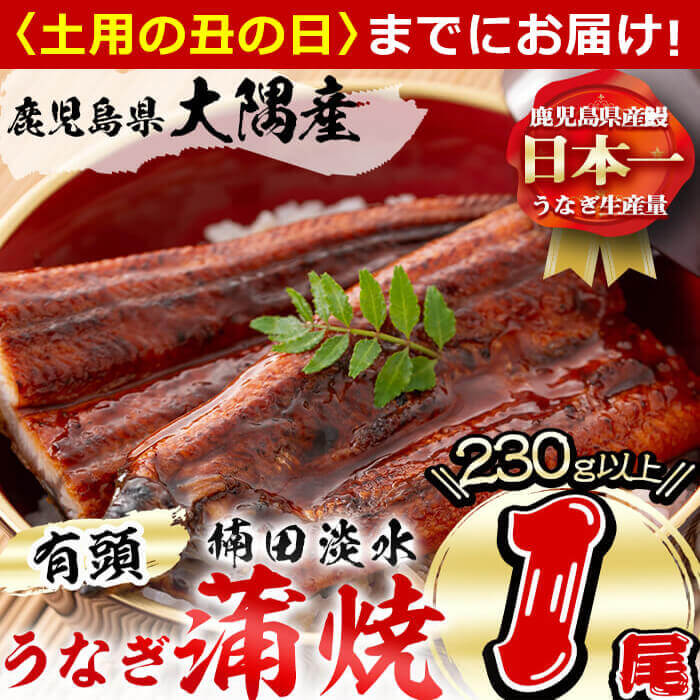 [7/7までの入金で丑の日までにお届け]鹿児島県大隅産!楠田の極うなぎ蒲焼き 1尾(有頭230g以上×1)こだわり真空パックで肉厚の国産鰻をお届け!タレ付き[楠田淡水]a3-184