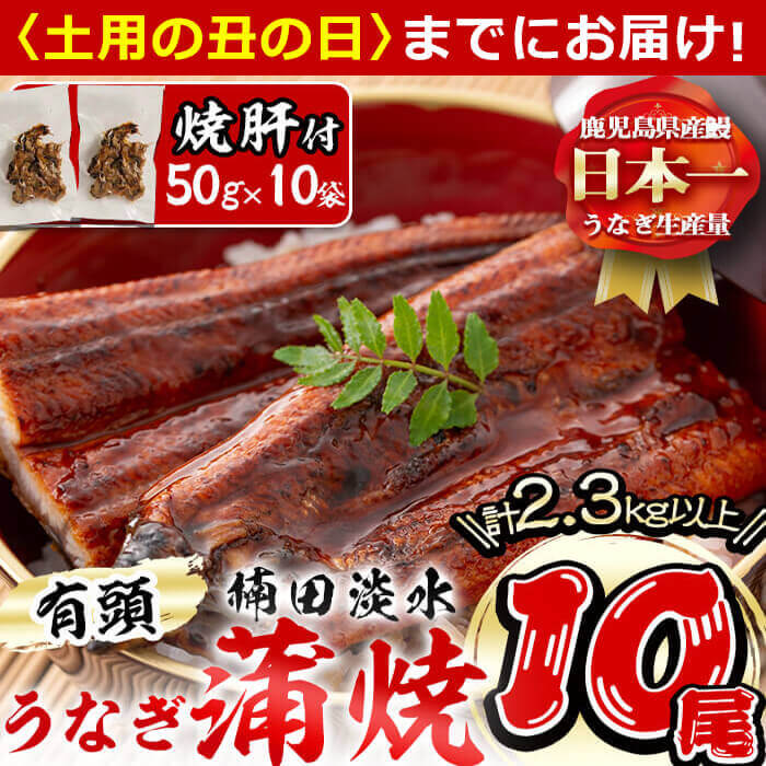 商品説明 「うなぎに最適な水を育てることで美味しいうなぎが育つ」 この理念をもとに、楠田淡水では1日4〜5回の水質検査を行っております。これは養鰻業界最多！刻一刻と変化する水の変化を水質検査の数値だけではなく、池の匂い・水やうなぎの動き・水の音・池の温度などを人の五感でも確認して管理してます。 また、うなぎの餌を作る練り場や職場内は毎日きれいに清掃・消毒をし、うなぎが育つ池も40日に1回ほどのペースで高圧洗浄機で完全洗いと消毒を徹底しております。この毎日の手間ひまをかけることこそが、美味しいうなぎを育てることができる理由です。 こだわり抜いて育てた楠田淡水のうなぎは、「うなぎ本来の味と、ふんわり柔らかい肉質」が“極うなぎ”の最大の魅力。 脂には楠田淡水ならではの「甘さ」を感じることができ、しっかり脂はのってるけれど上品な脂なのでしつこくないです。また、肉厚だけれども箸で切れるほど柔らかい肉質。泥臭さが一切無い高品質なうなぎをご家庭で手軽に召し上がることができます！ うなぎの焼き肝は、1尾から1個しか取れない希少部位を50gの真空包装にしてお届けします。 肝の独特の苦みが少なく、肝が苦手な方からもご好評頂いております！ 塩こしょう・ゆず胡椒・うなぎのたれなど、お好みで調味してお召し上がりください。お酒のおつまみにもピッタリ！ 蒲焼きのたれは、小さな子どもから年配の方まで食べやすい、こだわりの甘めの味付け。 うなぎが苦手な方からも「これなら食べられる！」とご好評頂いており、おかげさまで年々全国にファンが増えております！ 内容量 有頭うなぎ蒲焼き真空パック10尾（230g以上×10尾） うなぎ焼肝50g×10袋 山椒付きタレ20袋 原材料 ＜うなぎ蒲焼＞うなぎ（鹿児島県産）、しょうゆ（大豆・小麦を含む）、砂糖混合異性化液糖、発酵調味料、水あめ、砂糖、うなぎエキス（大豆・小麦を含む）／酒精、増粘剤（加工澱粉、増粘多糖類）、調味料（アミノ酸等）、着色料（カラメル、アナトー） ＜添付たれ＞しょうゆ(小麦・大豆を含む)(国内製造)、砂糖、発酵調味料、しょうゆ加工品(小麦・大豆を含む)、たんぱく加水分解物(大豆を含む)、うなぎエキス(小麦・大豆を含む)、酵母エキス/増粘剤(加工デンプン、キサンタンガム) ＜添付山椒＞さんしょう 賞味期限 発送後60日 保存方法 冷凍 配送方法 冷凍 アレルギー 小麦、大豆 発送元 楠田淡水有限会社 配送につきまして 配送日時の指定はできませんので予めご了承ください。 ・ふるさと納税よくある質問はこちら・寄附申込みのキャンセル、返礼品の変更・返品はできません。あらかじめご了承くださ い。