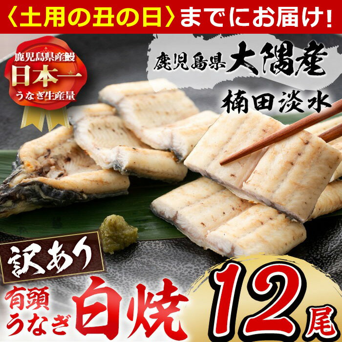[7/7までの入金で丑の日までにお届け][訳あり]鹿児島県大隅産!楠田の極うなぎ白焼き 有頭(12尾 計2.1kg以上) 国産 鹿児島県産 鰻 不揃い 大容量 真空 冷凍 白焼き うなぎ 訳あり[楠田淡水]