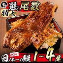 【ふるさと納税】【家計応援】【尾数が選べる!】<肝串3本付き!>うなぎ生産量日本一の鹿児島県産!日ノ本一の鰻の蒲焼き<特大>1尾〜4尾!うなぎ 鰻 ウナギ 1尾...