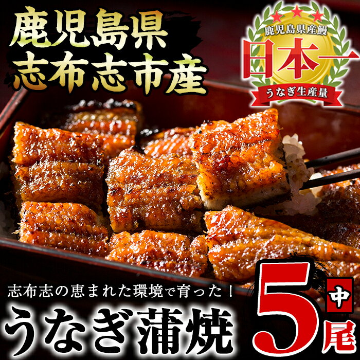 【ふるさと納税】鰻生産量日本一の鹿児島県産！うなぎの大楠＜中＞5尾セット計650g(130g×5)国産ウナギの蒲焼きを冷凍真空パック・たれ付きでお届け！【大楠鰻】c0-094