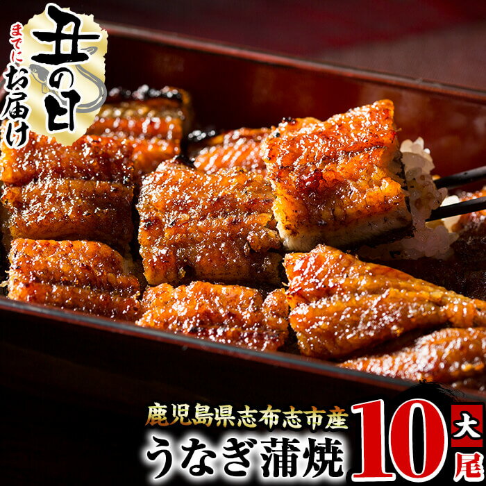[7/7までの入金で丑の日までにお届け]鰻生産量日本一の鹿児島県産!うなぎの大楠[大]10尾セット計1.5kg(150g×10尾) うなぎ 鰻 ウナギ 国産 九州産 蒲焼き かばやき 冷凍 うな重 ひつまぶし タレ 山椒 真空パック ランキング 人気[大楠鰻]f7-001