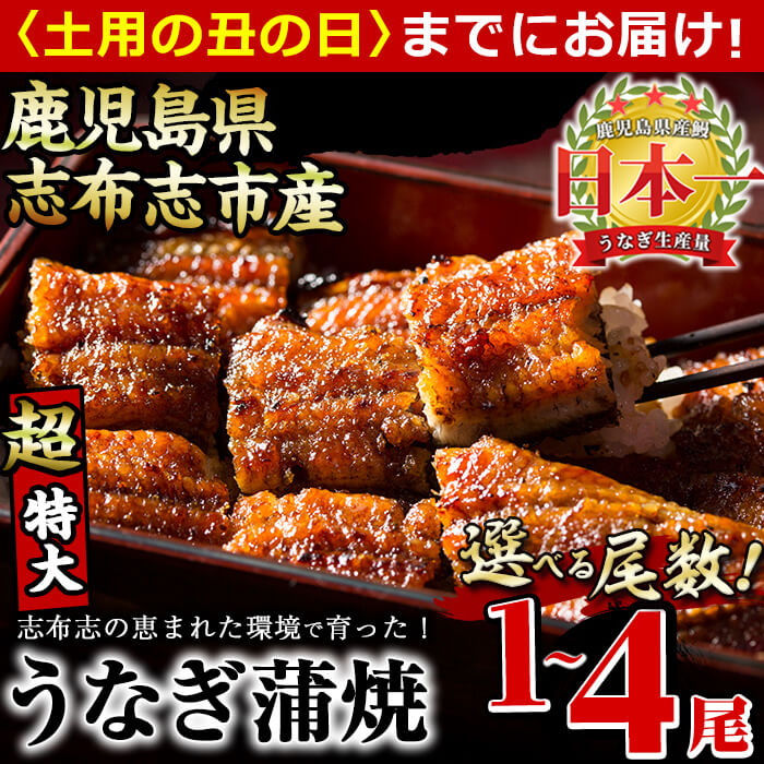 【ふるさと納税】【7/7までの入金で丑の日までにお届け】【尾数が選べる！】鹿児島...