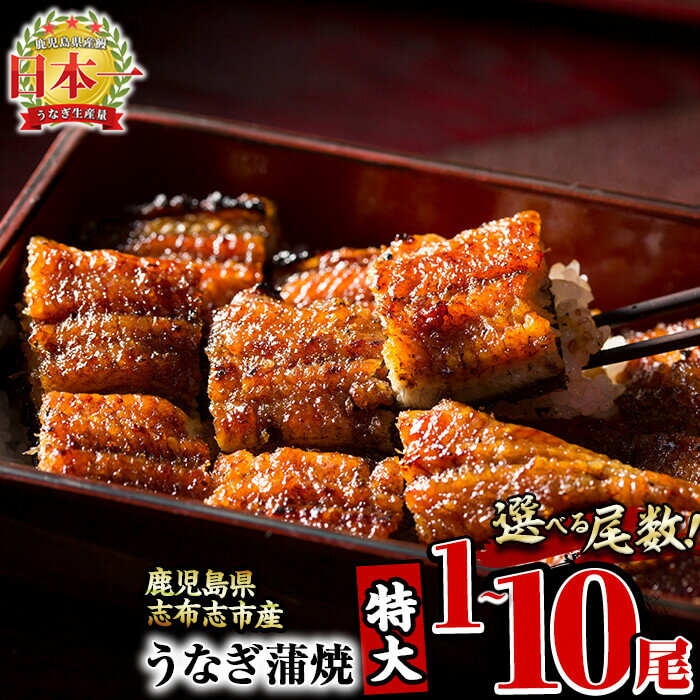 【ふるさと納税】【尾数が選べる！】鹿児島県産 うなぎの大楠＜特大＞1尾〜10尾！うなぎ 鰻 ウナギ 1尾 3尾 6尾 10尾 国産 九州産 蒲焼き かばやき 冷凍 うな重 ひつまぶし タレ 山椒 真空パック ランキング 人気【大楠鰻】のサムネイル