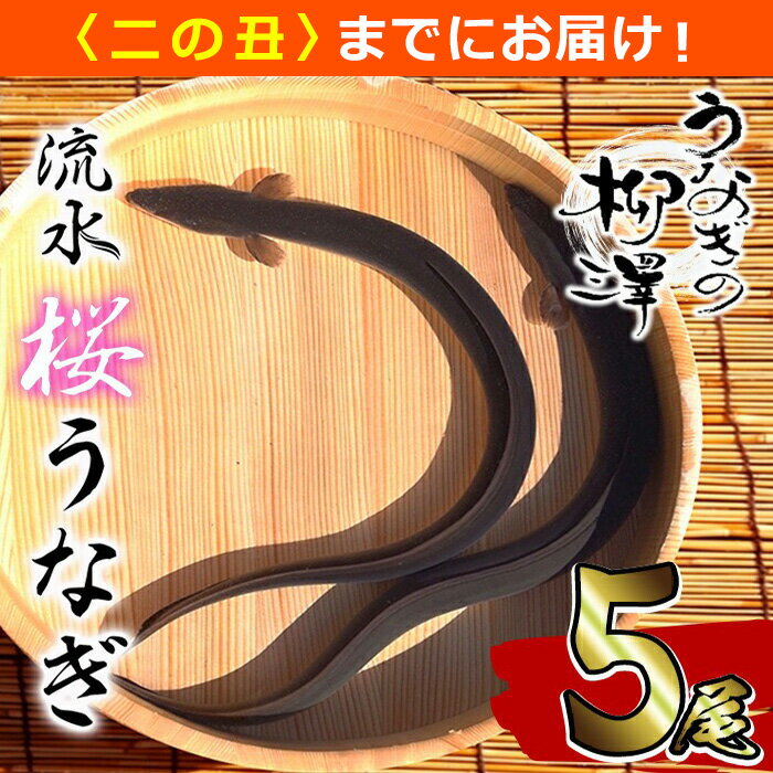 【ふるさと納税】うなぎの柳澤 流水桜うなぎの蒲焼き 計5尾＜計600g＞ うなぎ 鰻 ウナギ 国産 鹿児島県産 九州産 蒲焼き 冷凍 うな重 ひつまぶし 【7/21までの入金で 二の丑 (7/31)までにお届け】【柳沢養鰻】 a9-040のサムネイル