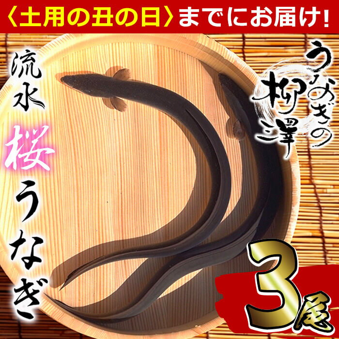 【ふるさと納税】【6/30までの入金で丑の日までにお届け】うなぎ生産量日本一の鹿児島県産！熟練の技が