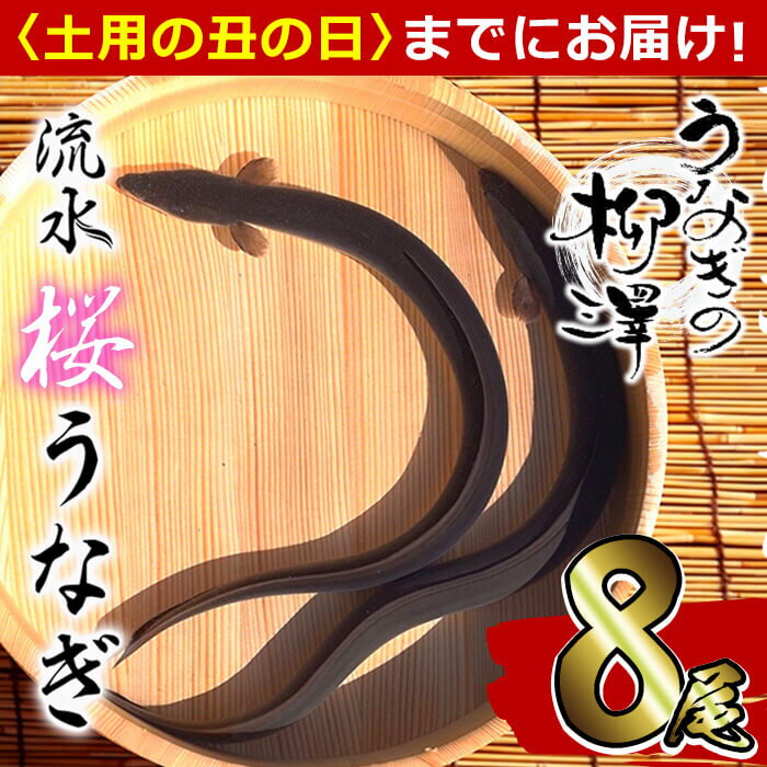 【ふるさと納税】うなぎ生産量日本一の鹿児島県産！熟練の技が冴える！うなぎの柳...