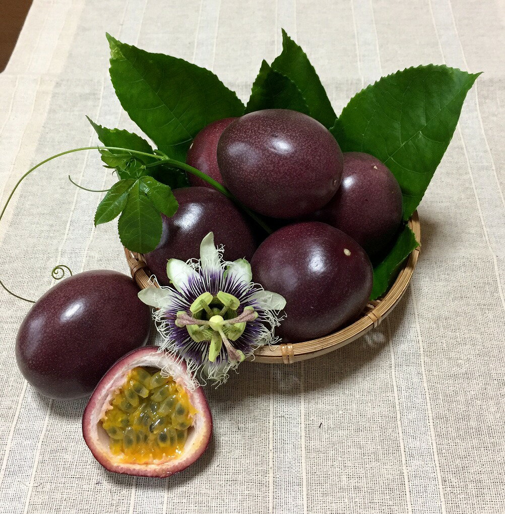 柔らかい ふるさと納税 農薬不使用 贈答用 完熟パッションフルーツ3kg 今月限定 特別大特価 Www Blokeliucentras Lt 柔らかい ふるさと納税 農薬不使用 贈答用 完熟パッションフルーツ3kg 今月限定 特別大特価 Www Blokeliucentras Lt