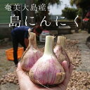 【ふるさと納税】奄美大島産・島にんにくL〜2Lサイズ(生1k