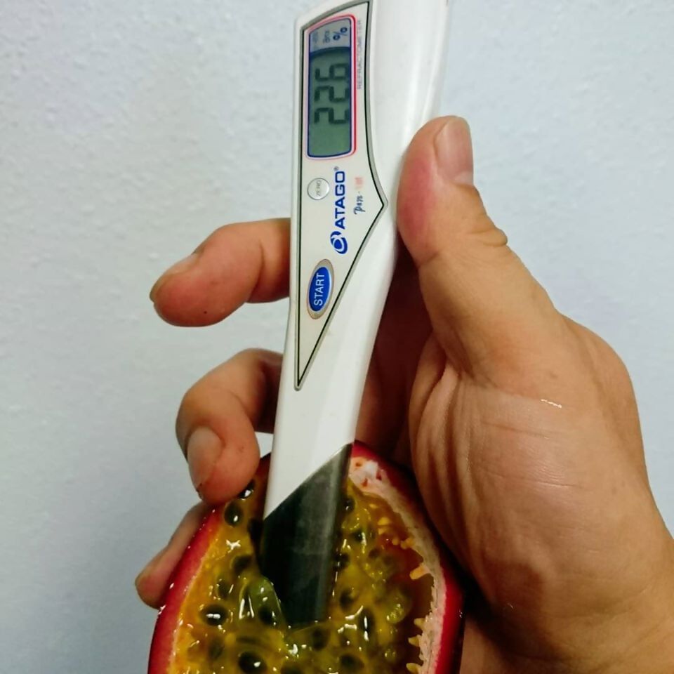 【ふるさと納税】【2027年先行予約】 高糖度 家庭用 パッションフルーツ 約3.5kg　 国産 奄美大島産 果物 フルーツ 最高糖度20度 農家直送 ビタミン カリウム 葉酸 トロピカルフルーツ 奄実くらふとファーム ふるさと納税 奄美市 おすすめ ランキング プレゼント ギフト f462225-amami-10001213 鹿児島県奄美市 サンプル画像3