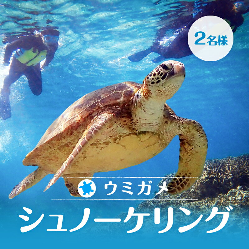 【ふるさと納税】 アクティビティ 体験型 シュノーケリング ウミガメ 2名分 水中写真 ガイド付 完全貸切その2