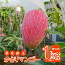 【ふるさと納税】【2025年先行予約】 奄美産 かさりマンゴー 贈答用 1kg マンゴー 完熟 フルーツ 果物 トロピカル 甘い 先行 予約 受付 期間 数量 ...