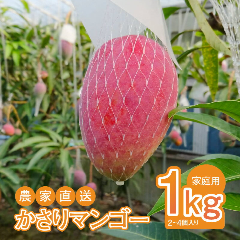 【ふるさと納税】完熟 マンゴー かさりマンゴー 家庭用 1kg 2～4個 農家直送 ジューシー 濃厚 国産 鹿児島県 奄美大島産 南国 フルーツ 果物 南国フルーツ スイーツ デザート 農家の愛情が詰まった HARANAGA-FARM お取り寄せ お取り寄せフルーツ 奄美市 送料無料