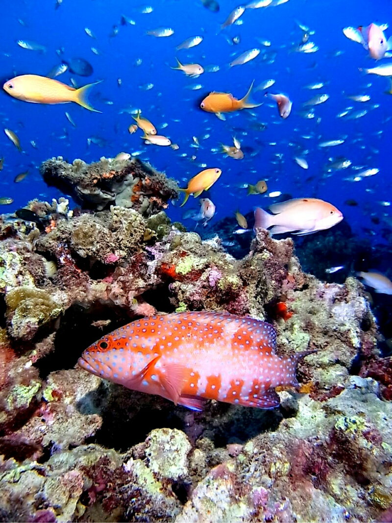 【ふるさと納税】3ボート ファンダイビング ダイビング 利用券 チケット 1名様分 奄美大島北部 太平洋 東シナ海側 ライセンス保持者限定 アクティビティ ミステリーサークル スポーツ マリンスポーツ 鹿児島県 奄美市 送料無料