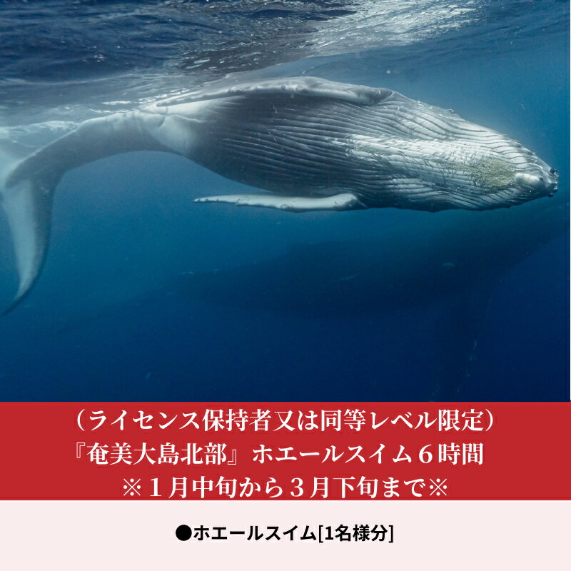 【ふるさと納税】奄美大島北部 ホエールスイム 6時間 ザトウクジラ 観察 ツアー 1名様分 利用券 チケット 1月中旬 から 3月下旬 まで ライセンス保持者 同等レベル 限定 アクティビティ 体験 クジラ 鹿児島県 奄美市 送料無料 2