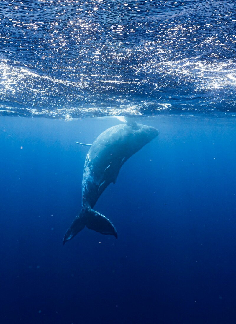 【ふるさと納税】奄美大島北部 ホエールスイム 6時間 ザトウクジラ 観察 ツアー 1名様分 利用券 チケット 1月中旬 から 3月下旬 まで ライセンス保持者 同等レベル 限定 アクティビティ 体験 クジラ 鹿児島県 奄美市 送料無料 3