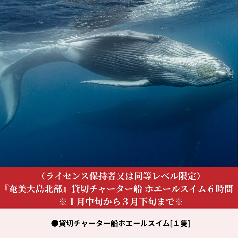 【ふるさと納税】奄美大島北部 貸切チャーター船 1隻 ホエールスイム 6時間 ザトウクジラ 観察 ツアー ウォッチング 可能 ライセンス保持者 同等レベル 限定 アクティビティ 船 体験 クジラ 鹿児島県 奄美市 送料無料