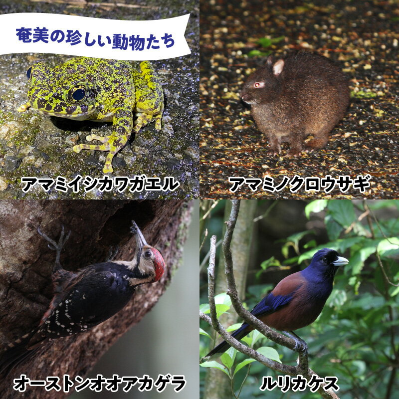 【ふるさと納税】鹿児島県奄美市の対象施設で使え...の紹介画像2