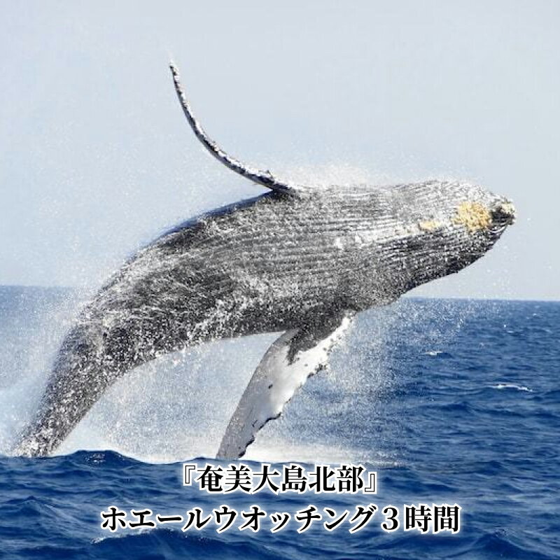 ホエール ウォッチング 船 3時間 ツアー 奄美大島 ザトウクジラ 観察 アクティビティ 1名様分 チケット 利用券 クジラ 1月 〜 3月 空港周辺 あまみこダイバー 鹿児島県 奄美市 送料無料