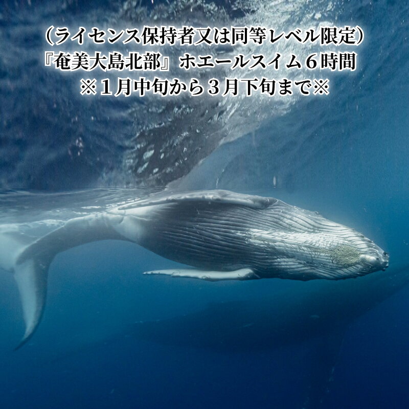 【ふるさと納税】奄美大島北部 ホエールスイム 6時間 ザトウクジラ 観察 ツアー 1名様分 利用券 チケット 1月中旬 から 3月下旬 まで ライセンス保持者 同等レベル 限定 アクティビティ 体験 クジラ 鹿児島県 奄美市 送料無料 1