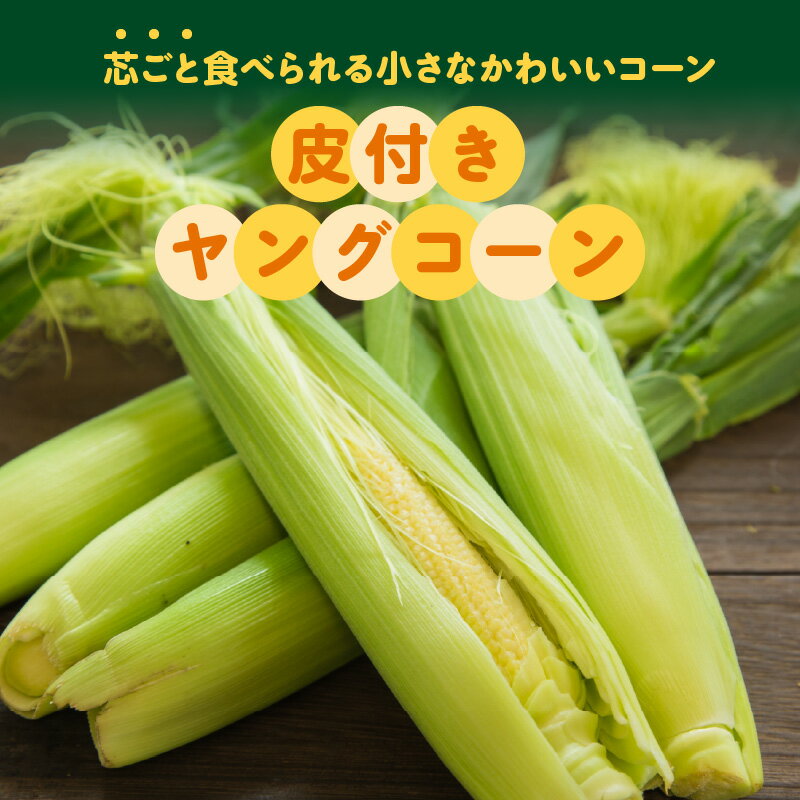 【ふるさと納税】皮付き ヤングコーン 50本 セット 生 南九州市産 農家直送 芯ごと食べられる 栽培期間中有機肥料のみ使用 素揚げ サラダ 天ぷら 国産 食品 野菜 トウモロコシ コーン お取り寄せ お取り寄せグルメ 鹿児島県 南九州市 送料無料