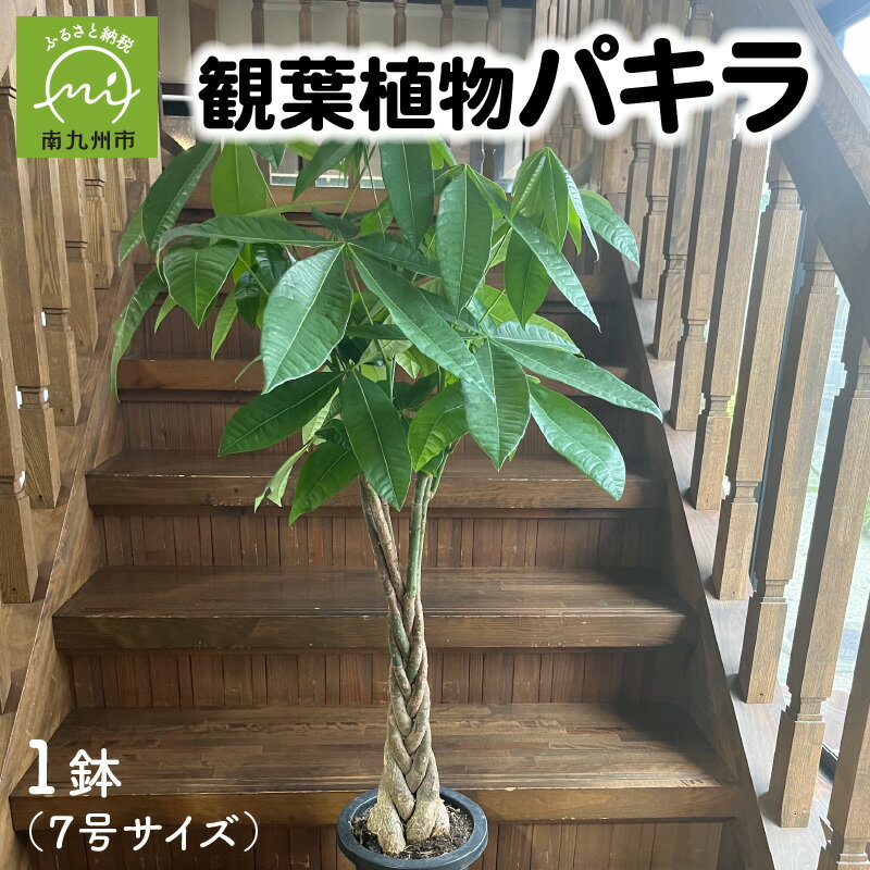 楽天鹿児島県南九州市【ふるさと納税】観葉植物 パキラ 1鉢 7号 三つ編み仕立て 成育旺盛 植物 おしゃれ グリーン インテリア 室内 屋外 癒し リラックス 自然 花言葉 幸福 快活 勝利 風水 産地直送 雑貨 オフィス 開店祝い 移転祝い 贈り物 育て方マニュアル同封 鹿児島県 南九州市 送料無料