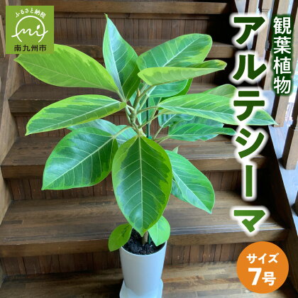 観葉植物 アルテシーマ1鉢