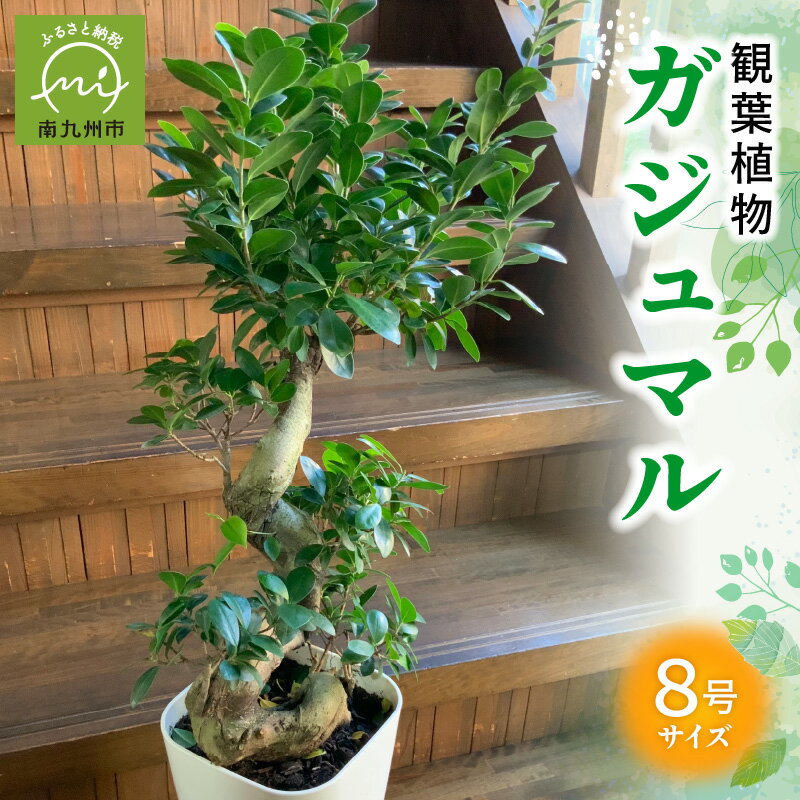 観葉植物 8号 サイズ 南九州市産 ガジュマル 1鉢 縁起樹 鉢付き 鉢植え 育て方マニュアル 鹿児島県 南九州市 株式会社やさい農園 お取り寄せ 雑貨 シンプル インテリア 植物 グリーン 室内 緑のある暮らし 送料無料