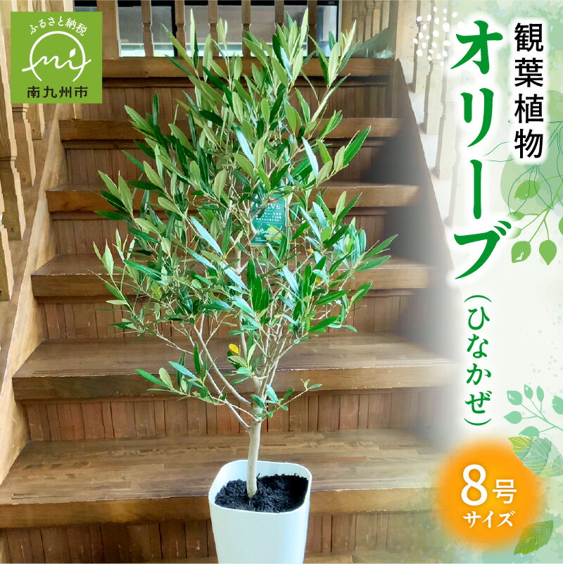 【ふるさと納税】観葉植物 8号 サイズ 南九州市産 オリーブ ひなかぜ HINAKAZE 1鉢 鉢付