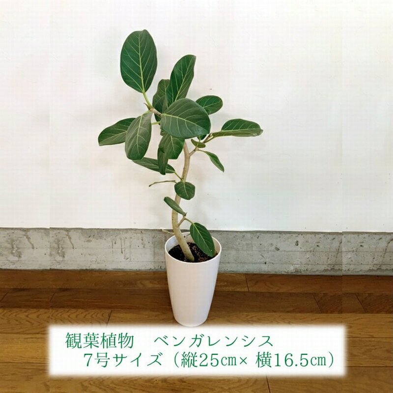 29位! 口コミ数「2件」評価「3.5」観葉植物 ベンガレンシス 7号 サイズ 1鉢 白い幹 高級感 シンプル デザイン 繊細 植物 グリーン 緑のある生活 インテリア 室内 オフ･･･ 