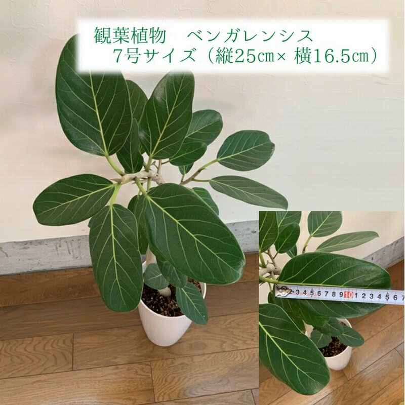 【ふるさと納税】観葉植物 ベンガレンシス 7号 サイズ 1鉢 白い幹 高級感 シンプル デザイン 繊細 植物 グリーン 緑のある生活 インテリア 室内 オフィス リラックス おしゃれ 雰囲気をワンランクアップ 南九州市産 鹿児島県 南九州市 お取り寄せ 送料無料