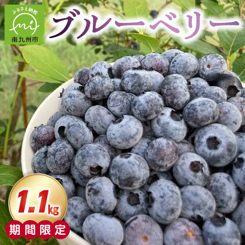 食べごろの選び抜かれたブルーベリー1.1kg ブルーベリー 果物 食べごろ 新鮮 フルーツ 期間限定 鹿児島県産 南九州市 送料無料