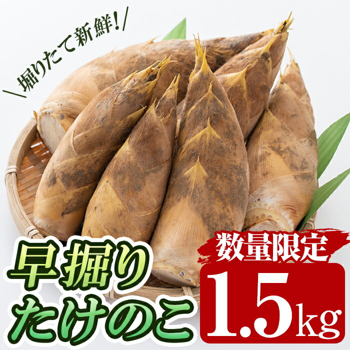 【ふるさと納税】<先行予約受付中!2025年12月下旬~2026年2月末の間に発送予定>早堀り筍(正味約1.5kg)国産 早堀り たけのこ タケノコ 筍 竹の子【夢竺山株式会社】