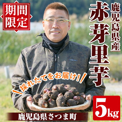 《期間限定》鹿児島県さつま町産 赤芽里芋(5kg)採れたて旬の里いもをお届けします【かじや農産】
