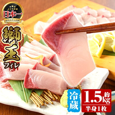 楽天ふるさと納税　【ふるさと納税】テレビで紹介されました！長島町特産「鰤王」フィレ(約1.5kg・フィレ1枚)国産 鹿児島県産 ブリ ぶり 冷蔵 海鮮 海産物 魚介 ブランド 魚 刺身 ぶりしゃぶ しゃぶしゃぶ 産地直送【JFA】jfa-710