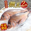 【ふるさと納税】ブランド 真鯛 「 鯛王 」 (まるごと2匹・約2.4kg) 産地直送 長島町 特産品 ブランド 鯛 冷蔵 ふるさと納税 鯛 刺身 鯛めし 鯛茶...