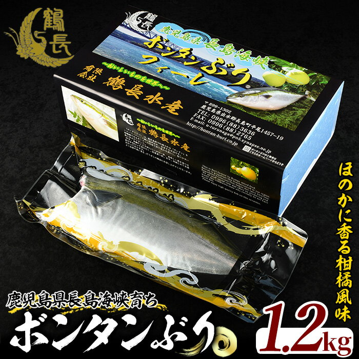 [期間限定]長島海峡育ち!ボンタンぶりのフィレ(約1.2kg)鹿児島県産 国産 特産品 長島町産 ブリ ぶり 鰤 ボンタンぶり フィレ ヒレ さしみ 刺身 養殖 ぼんたん[鶴長水産]turu-1065