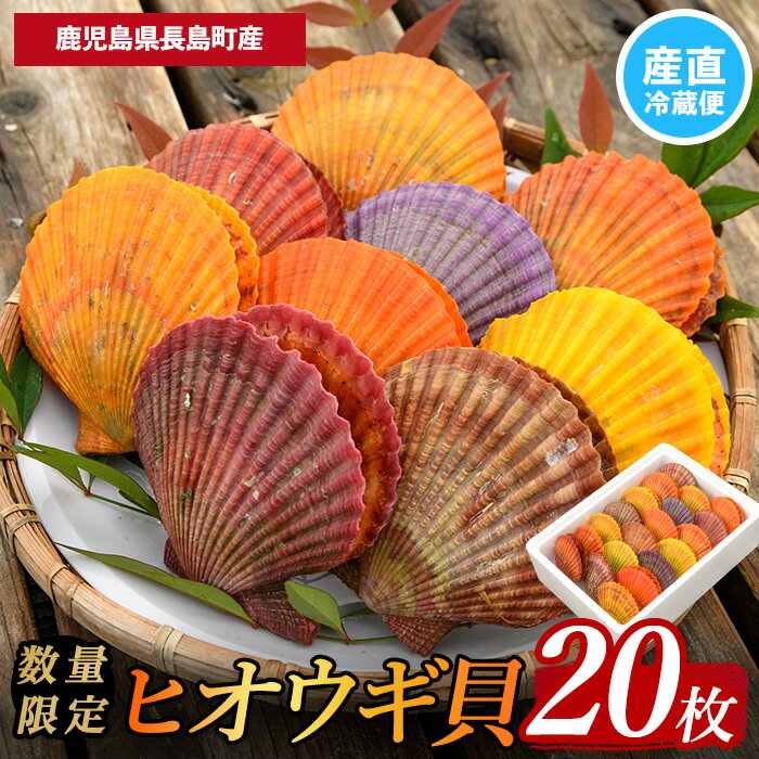 【ふるさと納税】＜期間・数量限定＞長島特産！ヒオウギ貝(20個)国産 九州産 鹿児島 長島町 海鮮 魚介 貝 緋扇貝【口ノ福浦ヒオウギ貝グループ】kuchi-861のサムネイル