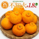 【ふるさと納税】【先行予約】不知火 2Lサイズ 6玉入り約1.8kg 国産 鹿児島県産 長島町産 不知火 柑橘類 スイーツ おやつ 果物 フルーツ 柑橘 みかん オレンジ【山上農園】yamagami-774R7