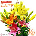 【ふるさと納税】<期間限定>LAユリ ミックスセット(16本)鹿児島県産 国産 特産品 長島町 ゆり ユリ 百合 LAユリ 花束 誕生日 ギフト 贈答用 花 フ...