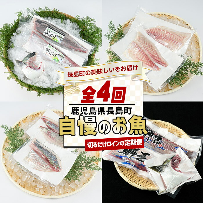 [定期便・毎月発送全4回] 長島町自慢のお魚定期便(ロイン) 全4回 長島町特産 テレビで紹介ぶりの王様「鯛王」 茶鰤 スキンレスロイン (片身分・2分の1カット済) 鯛王ロイン 4節 シマアジ 4節 鰤王ロイン 2節 国産 鹿児島県産 海鮮 nagashima-1515