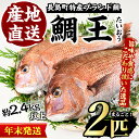 【ふるさと納税】＜年末の発送日が選べる＞長島町特産「鯛王」(2匹セット)国産 鹿児島県産 タイ たい ...