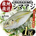 【ふるさと納税】鹿児島県長島町産 シマアジ(約1.0kg・1匹)国産 鹿児島県産 鯵 あじ しまあじ 冷蔵 活け〆 海鮮 海産物 魚介 鮮魚 魚 刺身 海鮮丼 産地直送【JFA】jfa-4121