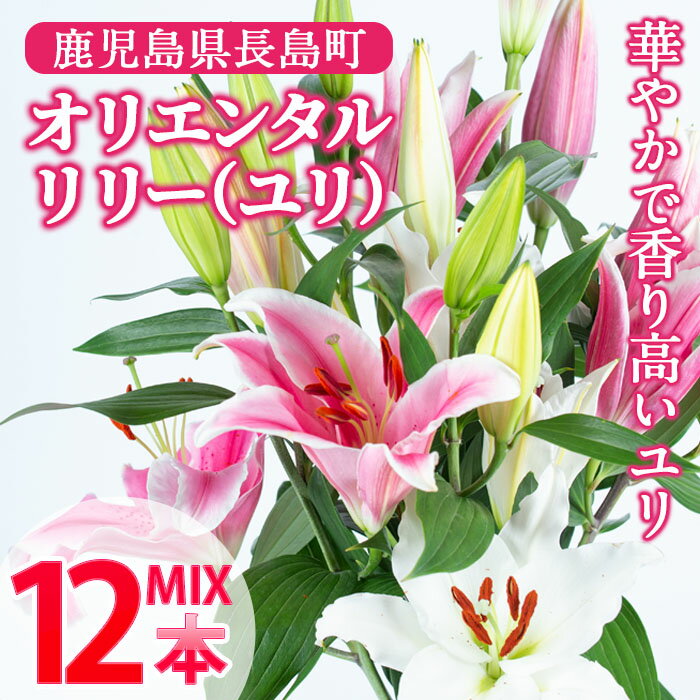 【ふるさと納税】オリエンタルリリー（ユリ）旬のミックス(12本)鹿児島県産 国産 九州 特産品 長島町 ユリ ゆり 百合 花束 誕生日 ギフト 贈答用 花 フラワー フラワーアレンジメント【宮路園芸】miyaji-6058