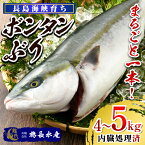 【ふるさと納税】ボンタンぶりまるごと一本(内臓処理済)鹿児島県産 国産 特産品 長島町産 ぶり 鰤 ブリ ぼんたん まるごと セット 柑橘 刺身 さしみ ブリ大根 煮つけ【鶴長水産】turu-6070